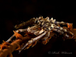 Xeno Crab in Tulamben, Bali.  G9/DS160s/Stacked UCL165s. by Richard Witmer 